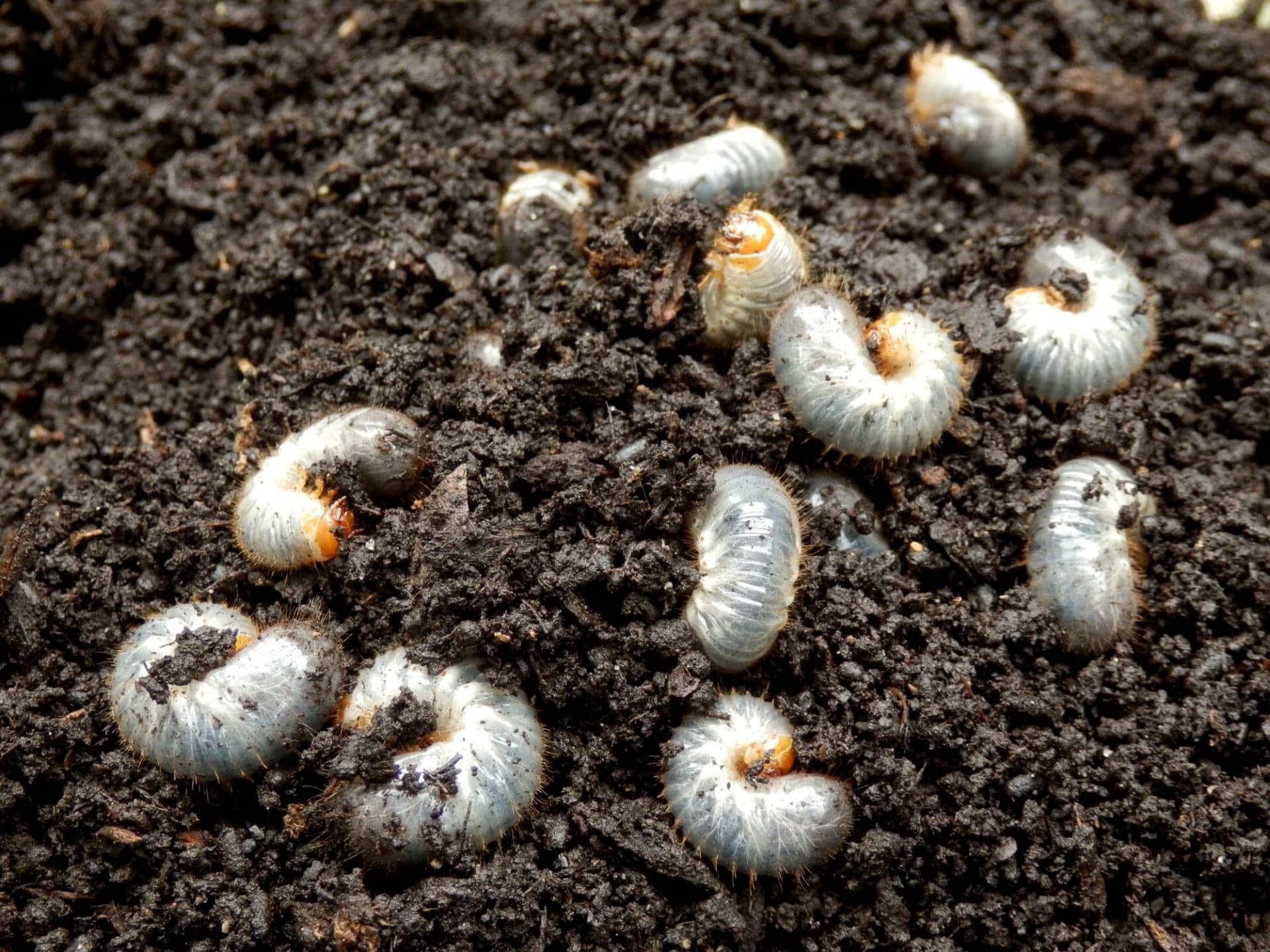 Summer Pests in Southwest Florida - Estate