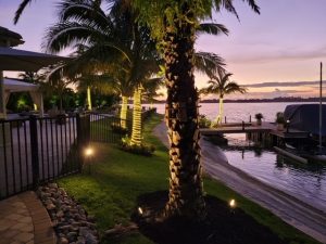 palm trees at night