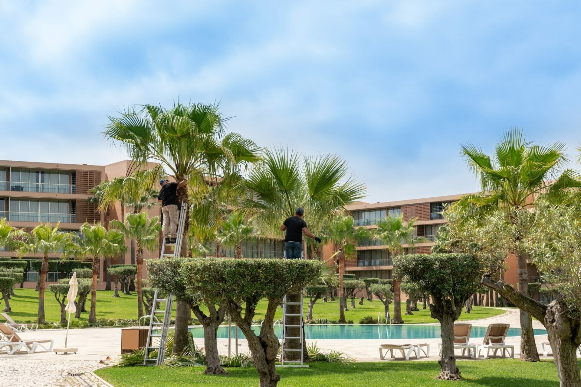 pruning palm trees before hurricane