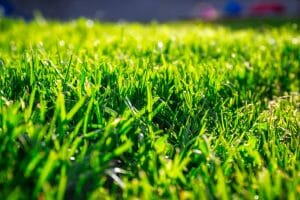 Fertilization Basics: Nourishing Your Landscape