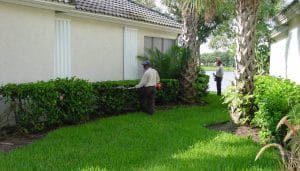 The Power of Pre-Holiday Tree and Palm Trimming